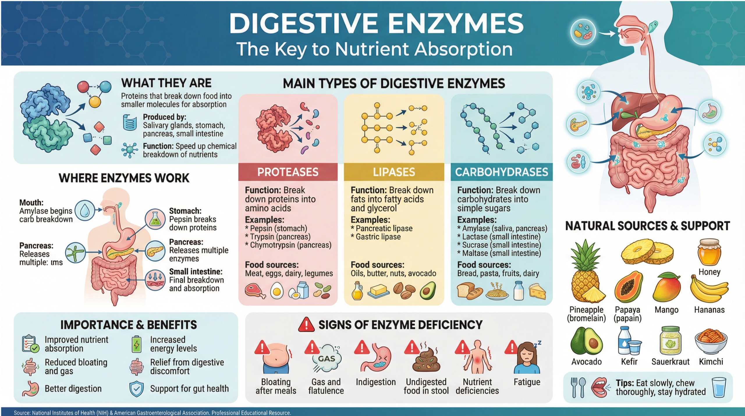 אנזימי עיכול