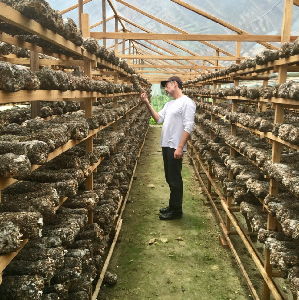 פטריות מרפא אנטי ויראליות