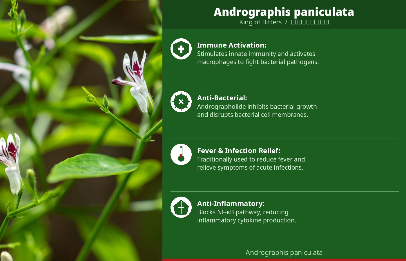אנדרוגרפיס